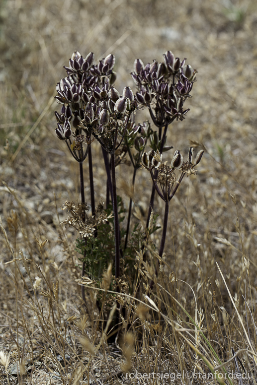 seeds